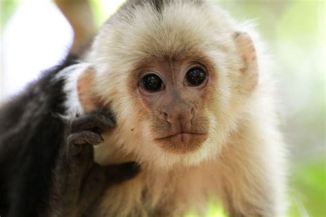 Website Lets People Experience A Day In The Life Of A Capuchin Monkey