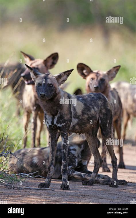 African Wild Dogs Lycaon Pictus Pack Kruger National Park South