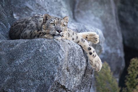 Snow Leopard Lying On A Rock A Picture From A Snow Leopard Flickr