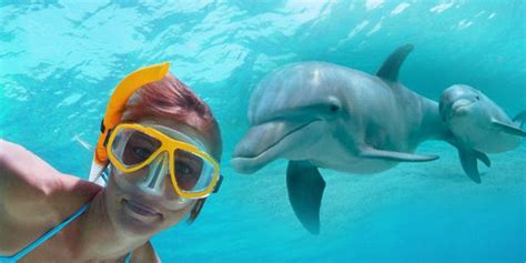 Swim With Dolphins Oahu Best Swim With Dolphin Hawaii