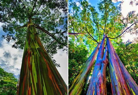 Eucalyptus Rainbow The Most Colorful Tree In The World Rainbow