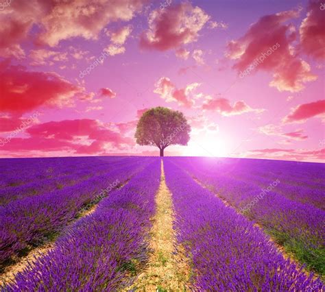 Lavender Fields Sunset