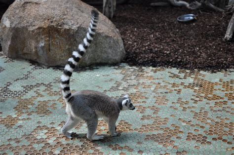 King Julian King Julian From Madagascar Aka Lemur In The H Flickr