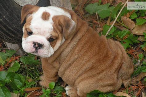 The olde english bulldogge is known for its loyalty; English Bulldog Puppies | cute English Bulldog puppy for ...
