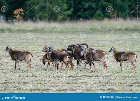 Herde Von Mouflon Schafen Die Auf Einem Gebiet Stehen Stockfoto Bild