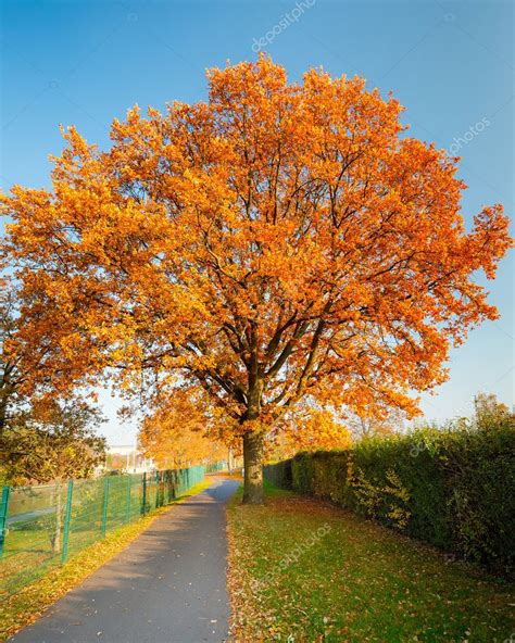 Red Autumn Oak Tree — Stock Photo © Sborisov 12330860