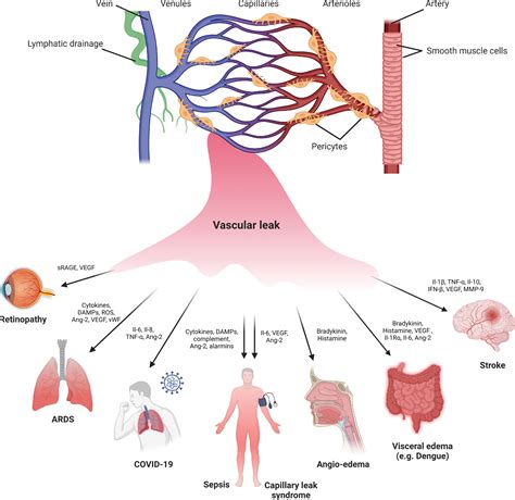 Integrin-Dependent Cell–Matrix Adhesion in Endothelial Health and