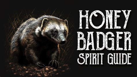 Honey Badger Spirit Guide Ask The Spirit Guides Oracle Totem Animal