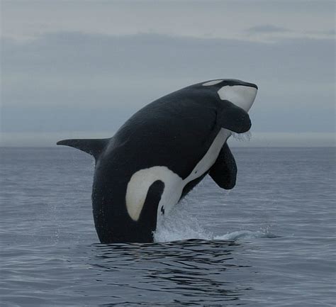 Orca Killer Whale Whale And Dolphin Conservation