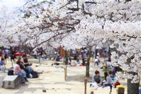 Ένας οδηγός για Hanami Cherry Blossom Φεστιβάλ της Ιαπωνίας