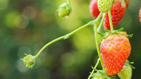 What Is Eating My Strawberries — 5 Pests To Watch Out For