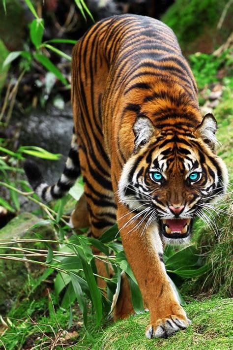 Snapchat Samii1010 Wild Tiger Tiger Pictures Sumatran