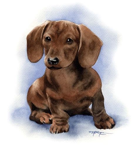 Dachshund Puppy Art Print By Artist Dj Rogers Etsy Dachshund