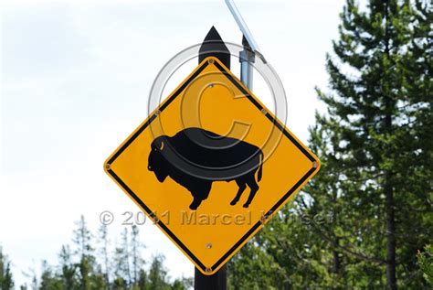 Marcel Huijser Photography Wildlife Warning Signs Bison Or Buffalo