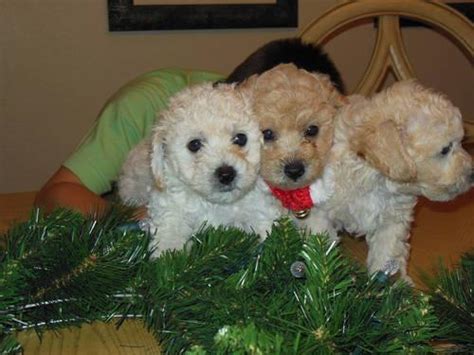 Puppyfinder.com is your source for finding an ideal bichon frise puppy for sale in california, usa area. Bichon mini poodle mix puppies for Sale in Sacramento ...
