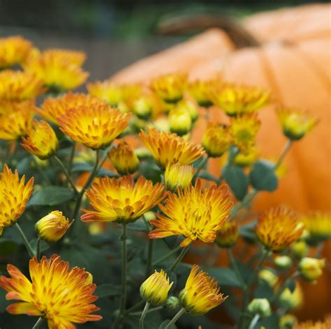 Time To Fill Your Garden With Rich Autumn Hues Fall Flowers Pretty