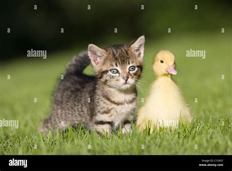 Kitten And Duckling On Grass Stock Photo Alamy