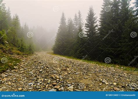Road Among Pine Trees Is Lost In The Fog Stock Photo Image Of