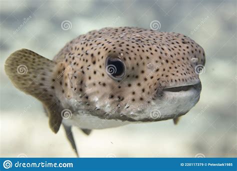 Pufferfish On Caribbean Coral Reef Stock Image Image Of Bonaire