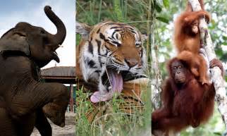 These Are The Worlds Most Endangered Animals And They