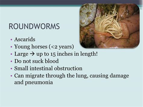 Ppt Parasites And Deworming Your Horses Control Vs Eradication