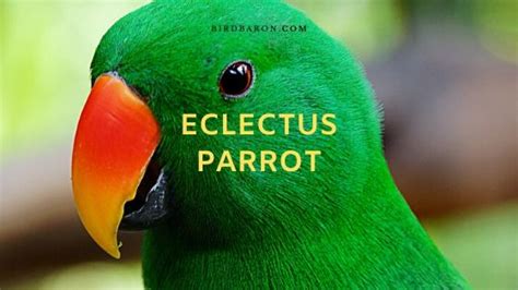 Eclectus Parrot Elektros Roratus Profile Facts Traits Birdbaron