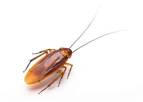 Natural Predators Of Cockroaches