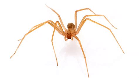 Female Brown Recluse Spider Poisonous Loxoceles Reclusa Arachnid Stock