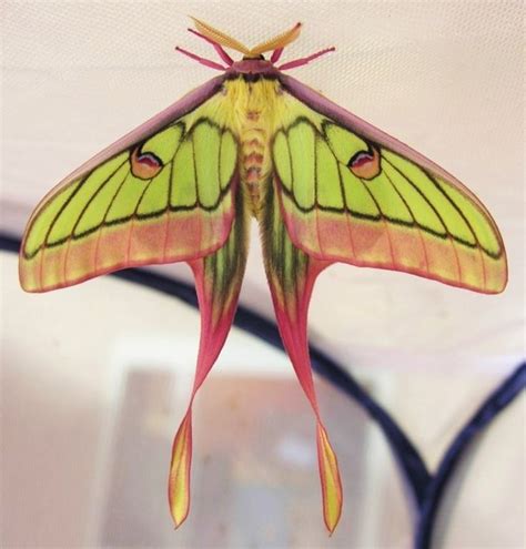 Chinese Moon Moth Actias Dubernardi Moon Moth Colorful Moths Insects