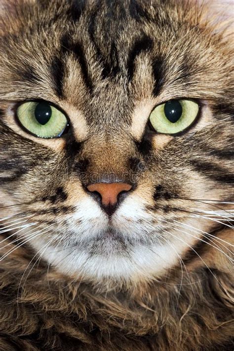 Cat Snout Stock Image Image Of Curiosity Facial Down 7910379