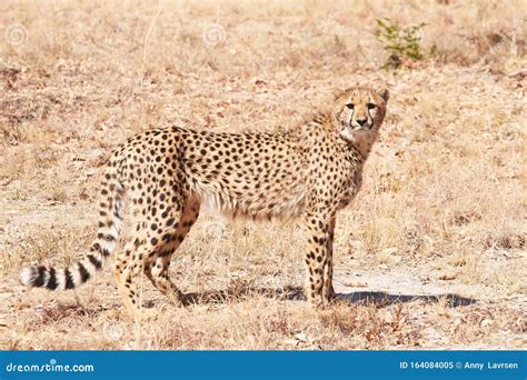 Young Cheetah Standing In Dry Grass Stock Image Image Of Safari