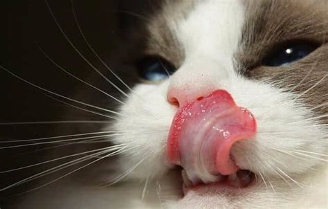 Jalapenos have a strong smell, they're chewy, and a good size for a cat's mouth. Can Cats Eat Cheese? Here's the Results - Upgrade Your Cat