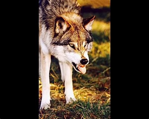 Wolf Sounds 2 Growling Video Dailymotion