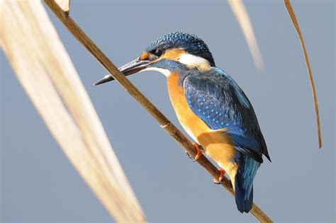 Grey And Yellow Long Beak Bird On Tree Branch Hd Wallpaper Wallpaper