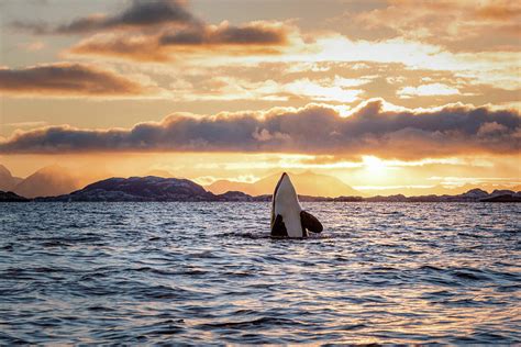 Spyhopping Orca Photograph By Lars Mathisen Pixels
