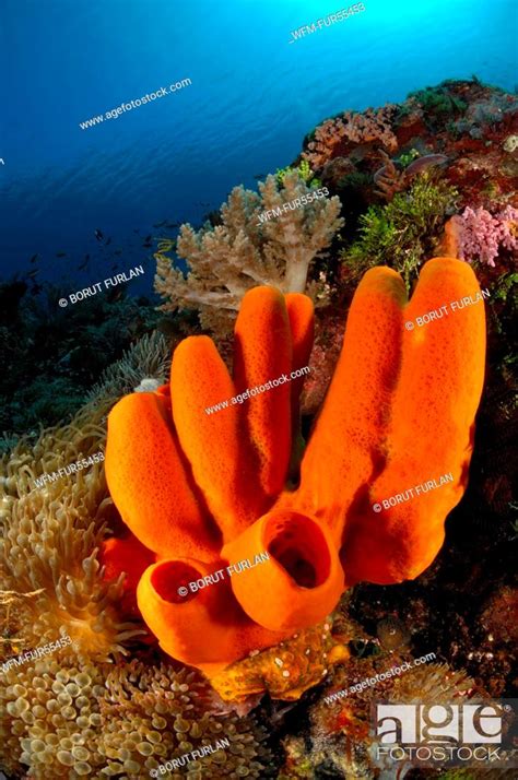 Red Tube Sponge In Coral Reef Porifera Alor Indonesia Stock Photo