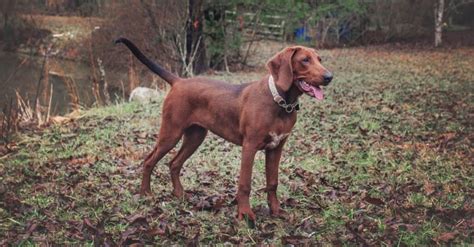 10 Incredible Redbone Coonhound Facts Az Animals