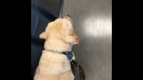 How My Guide Dog And I Find Someone To Help Us Shop Youtube