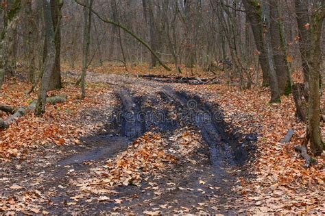 Dirt Road In Forest Stock Photo Image Of Ground Forest 203141554
