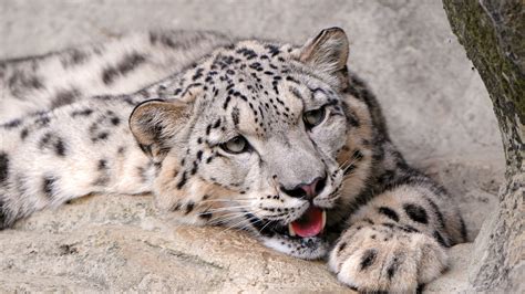 1600x1200 Snow Leopard 1600x1200 Resolution Hd 4k Wallpapers Images