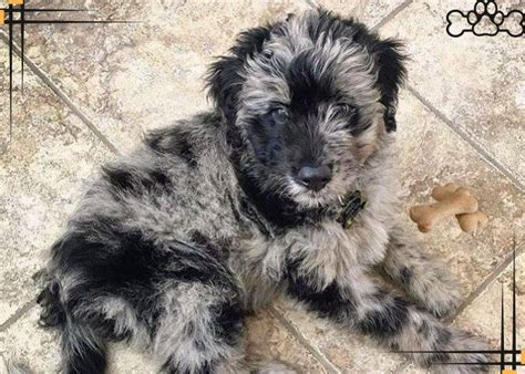 Blue Merle Aussiedoodle Everything You Should Know 2024