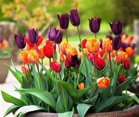 Cómo Plantar Cultivar Tulipanes Y Sus Cuidados Eco Jardín Mágico