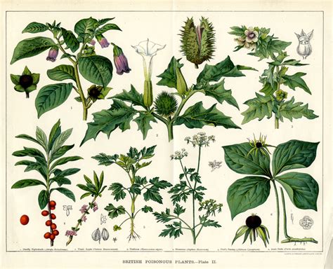 1890 British Poisonous Plants Colour Print Uk