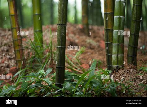 Bamboo Forest Sichuan Province China Asia Stock Photo Alamy