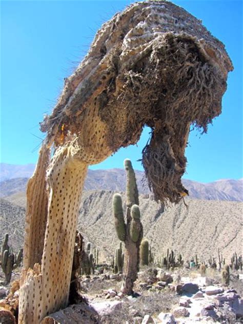 Remember, if you ever notice your own cactus digestion, you need to act quickly. The Treats of Tilcara | Lateral Movements