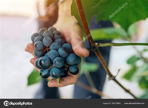 Female Viticulturist Harvesting Grapes In Grape Yard ⬇ Stock Photo