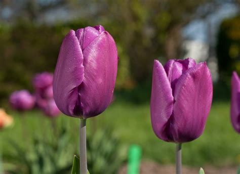 Tulip Purple Prince Bulbs Single Early Tulips Gee Tee Bulbs