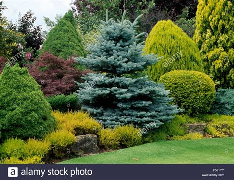 Well Tended Conifer Border With A Variety Of Conifer Shrubs In Large