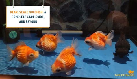 Pearlscale Goldfish A Complete Care Guide And Beyond
