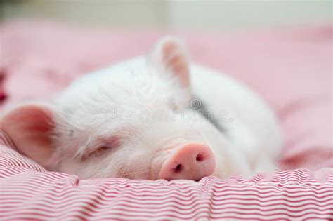 Cute Little Piggy Floating In Blue Water Stock Image Image Of Care
